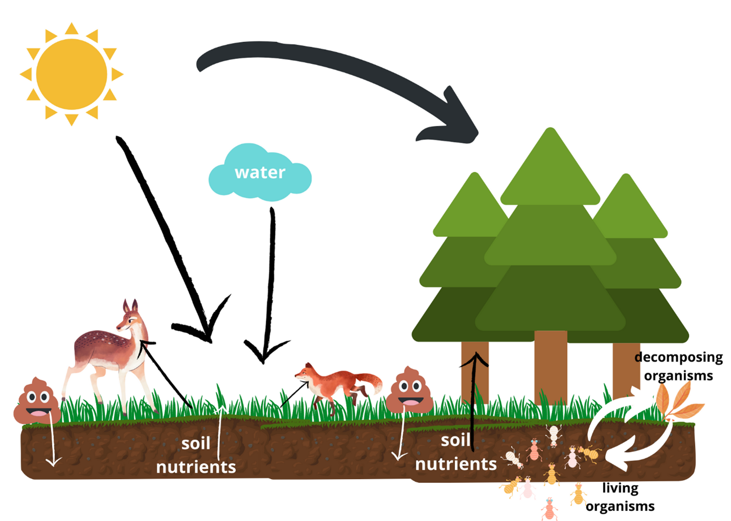 Tree Care Nutrients and the Flow of Energy